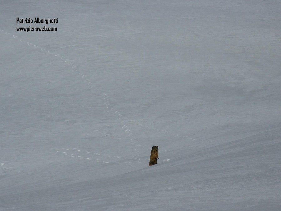 02-Marmotta sbucata dalla neve il primo Maggiosalendo al Forcella Rossa.JPG - 02-Marmotta sbucata dalla neve il primo Maggio salendo alla Forcella Rossa